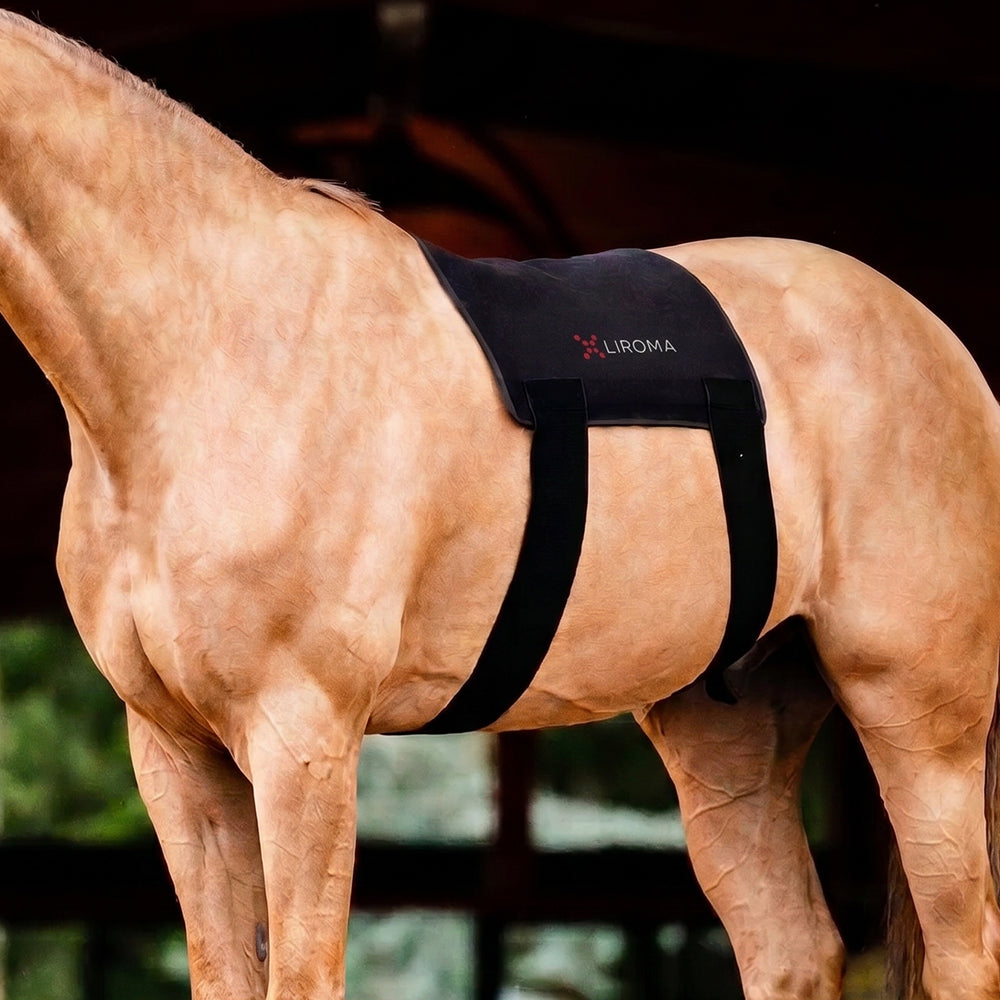 Terapia a luce rossa per il tuo cavallo